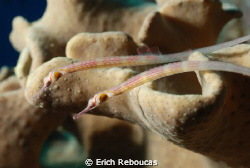 Pipefish on soft coral! by Erich Reboucas 